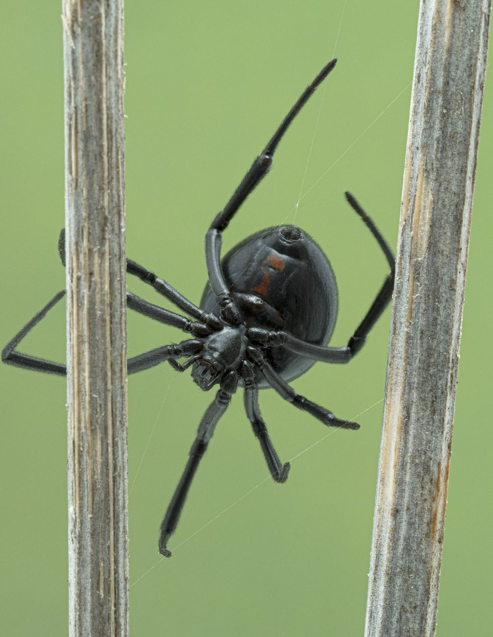 A black widow spider.