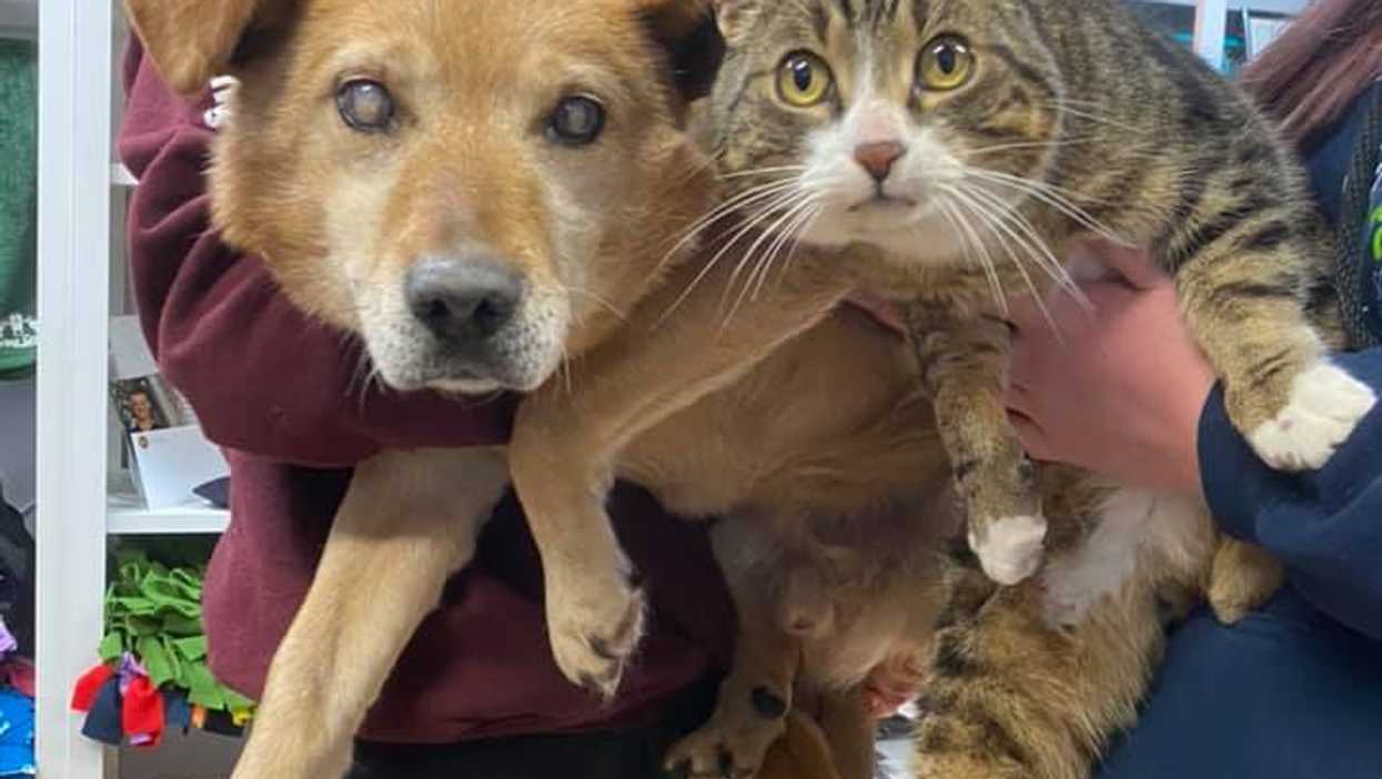 A Blind Dog & His 'Seeing Eye Cat' Will Be Up For Adoption In Alberta But Only As A Duo