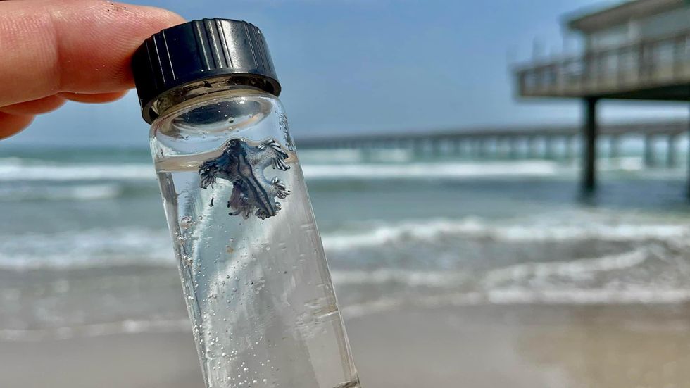 A blue dragon inside a vile with a beach in the background.