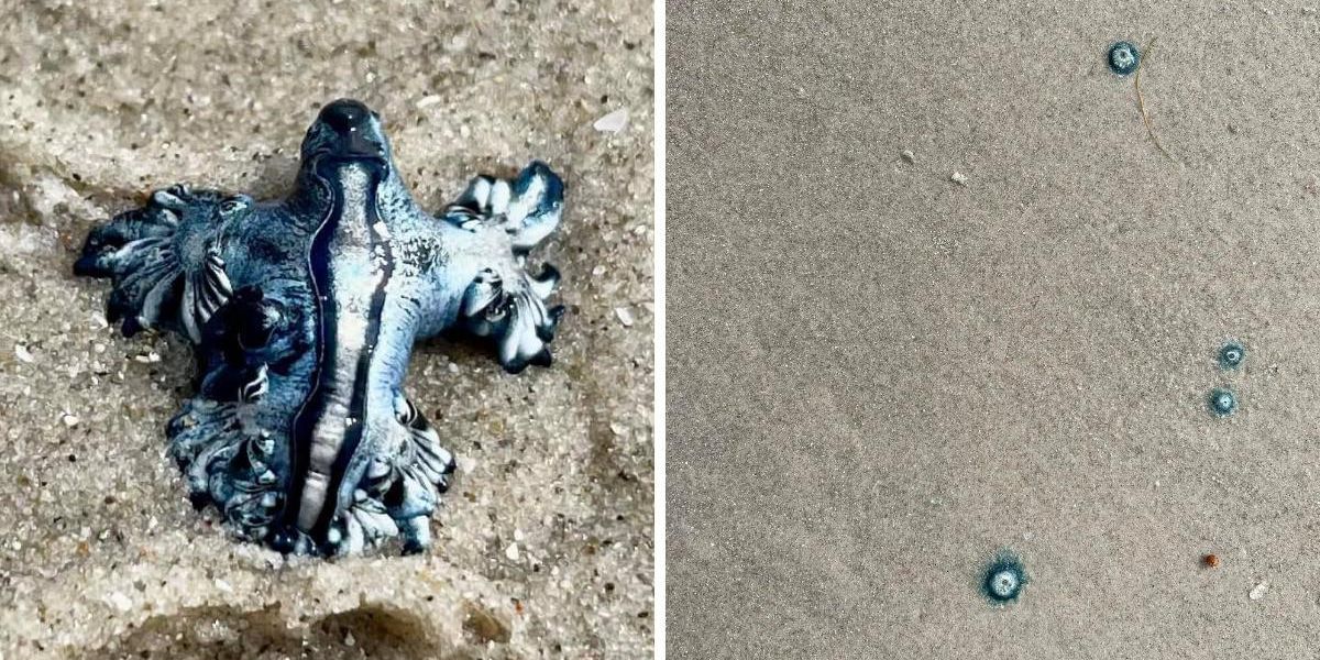 Venomous "Blue Dragons" Are Invading Texas Beaches & They Look Like