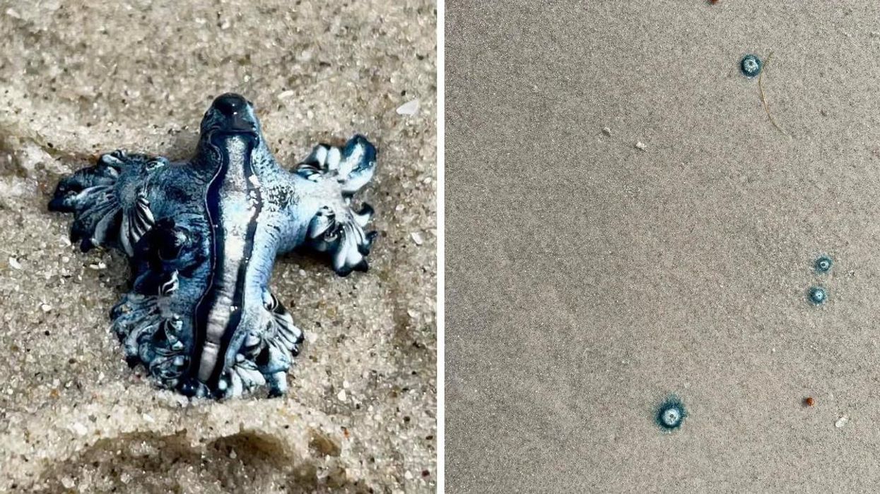 A Blue Dragon washed up in Port Aransas, TX. Right: Multiple 'blue buttons' washed ashore in Port Aransas, TX.