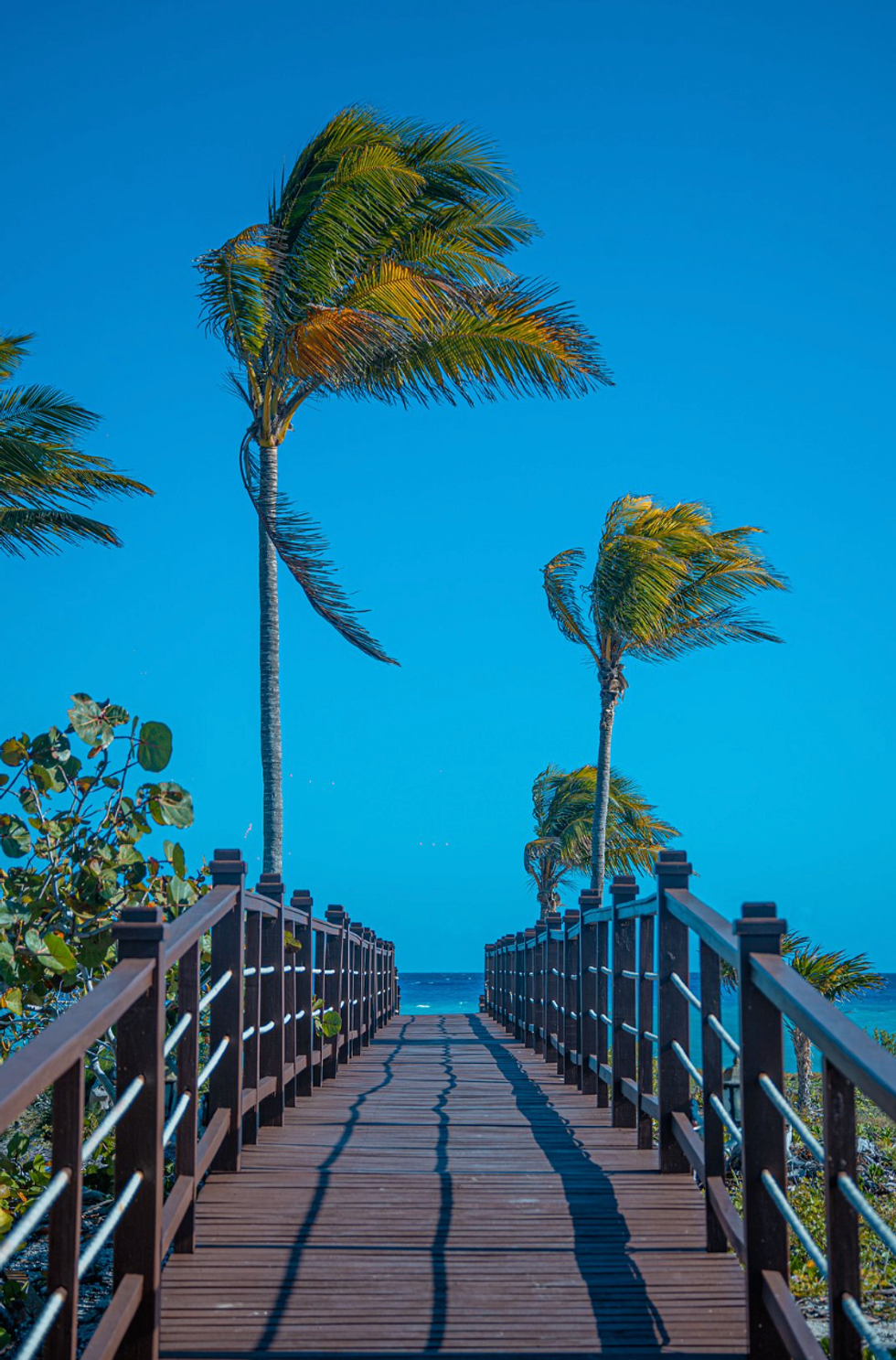 A boardwalk surrounded by palm trees.