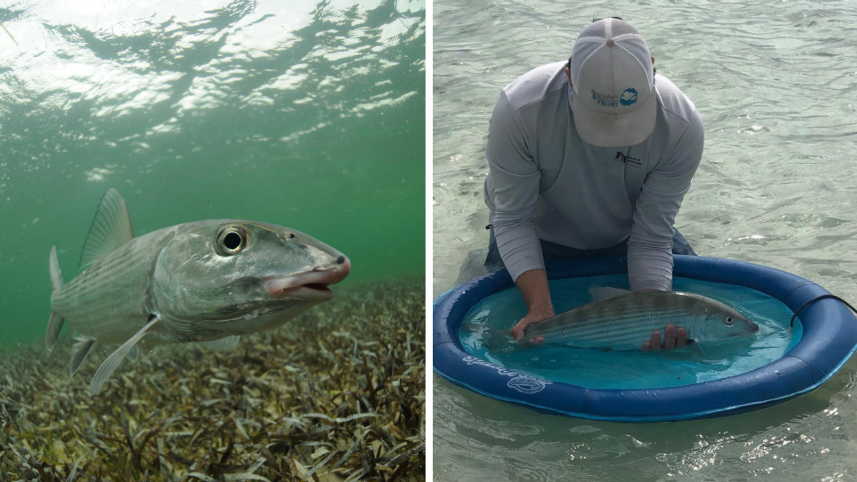 A bonefish in the water. Right: The Bonefish & Tarpon Trust conducting the study.