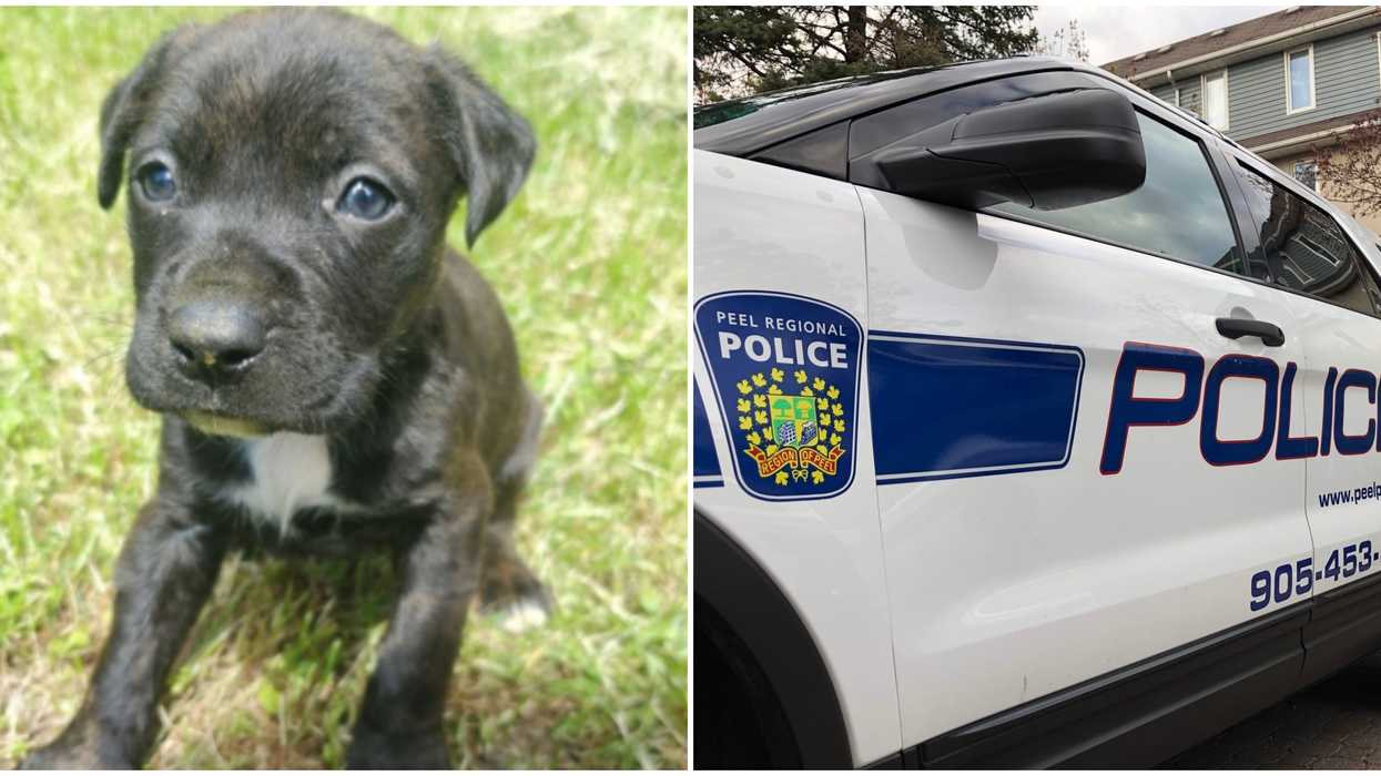 A Brampton Puppy Theft Ended In The Thieves Dragging A Man Along By Their Car