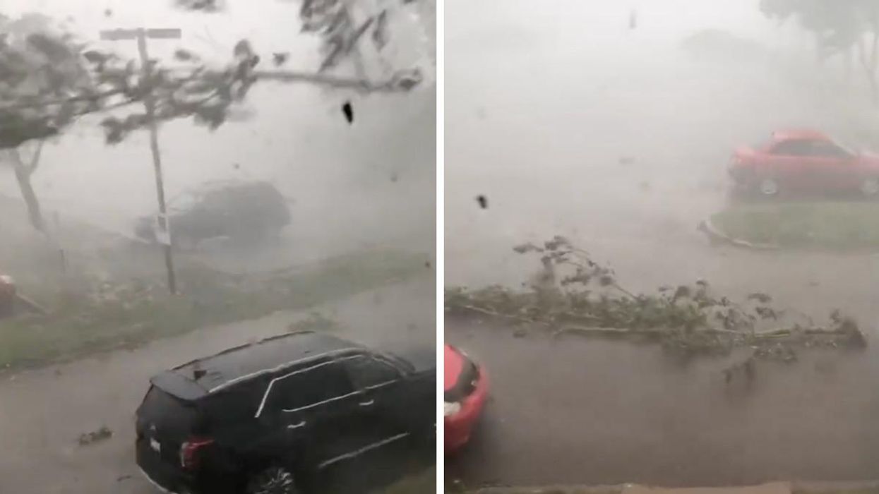 A branch coming off a tree in Alberta. Right: The branch in the road.