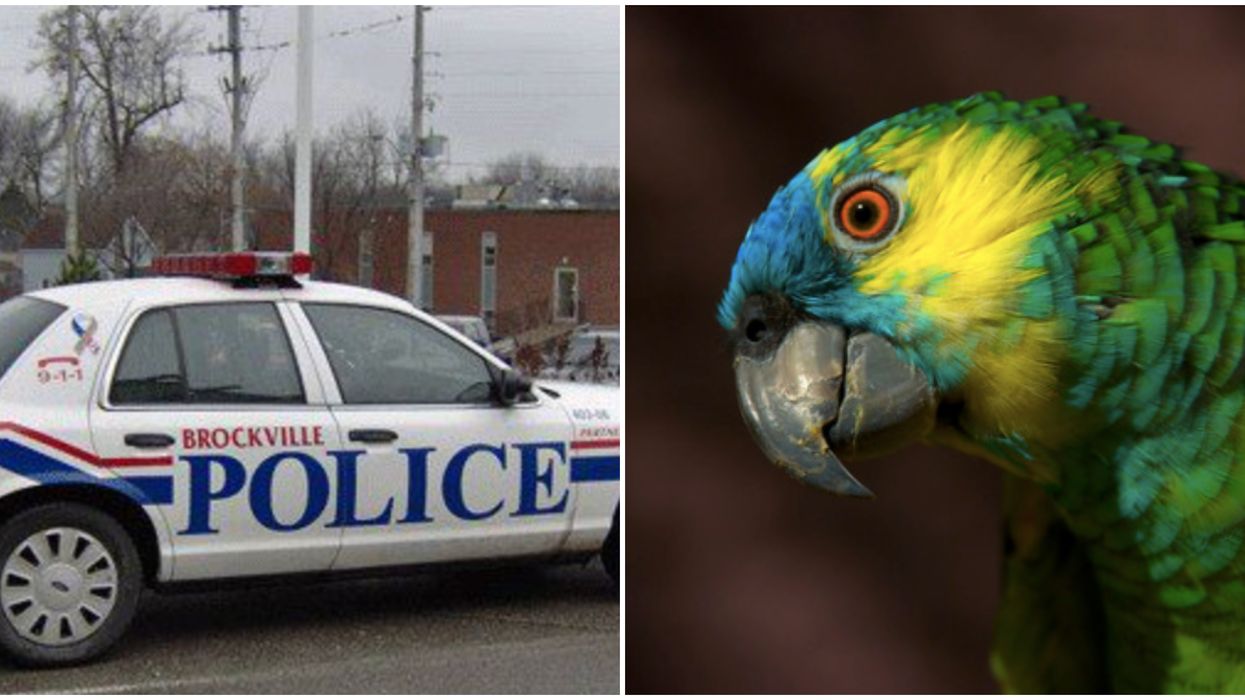 A Brockville Break And Enter Happened After The Homeowner Ignored His Parrot's Warning
