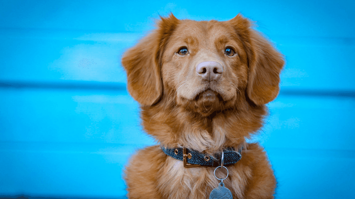 A brown dog wearing a collar and ID tag sitting in front of a bright blue background.