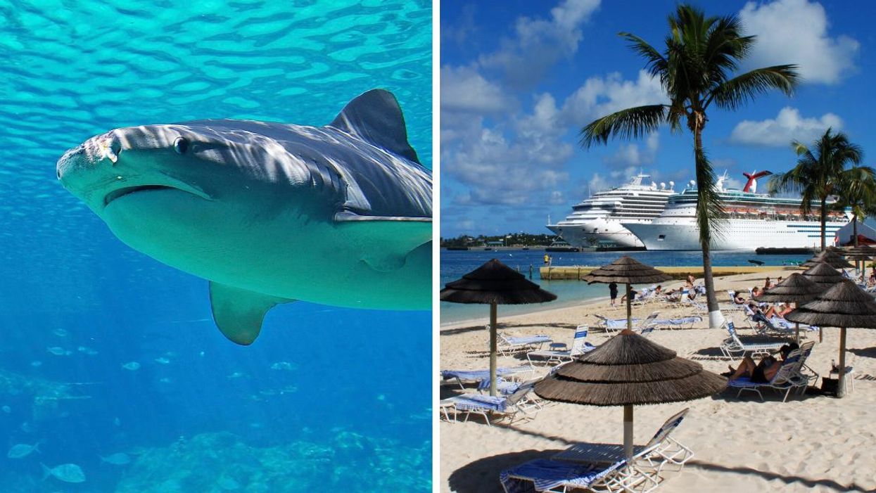 A bull shark with a diver. Right: Tourists at a beach in the Bahamas with a cruise ship.