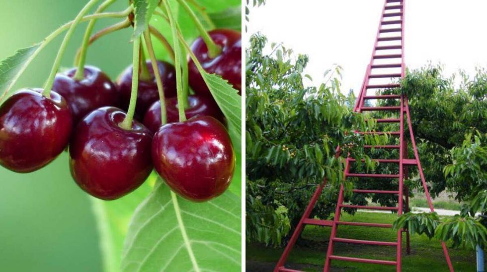 A bunch of red cherries on a tree. Right: The world's tallest tripod orchard ladder at Dickinson Family Farm.
