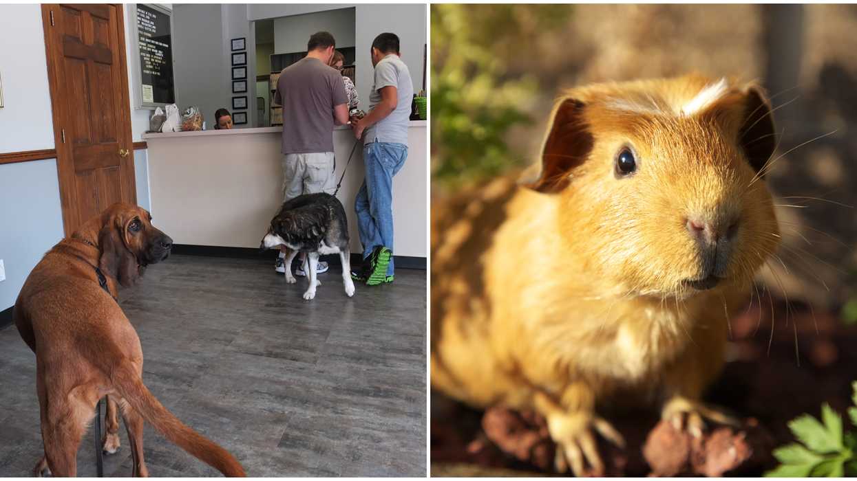 A Calgary Vet Was Attacked By 'Belligerent' Guinea Pig Owners & They're Facing Charges