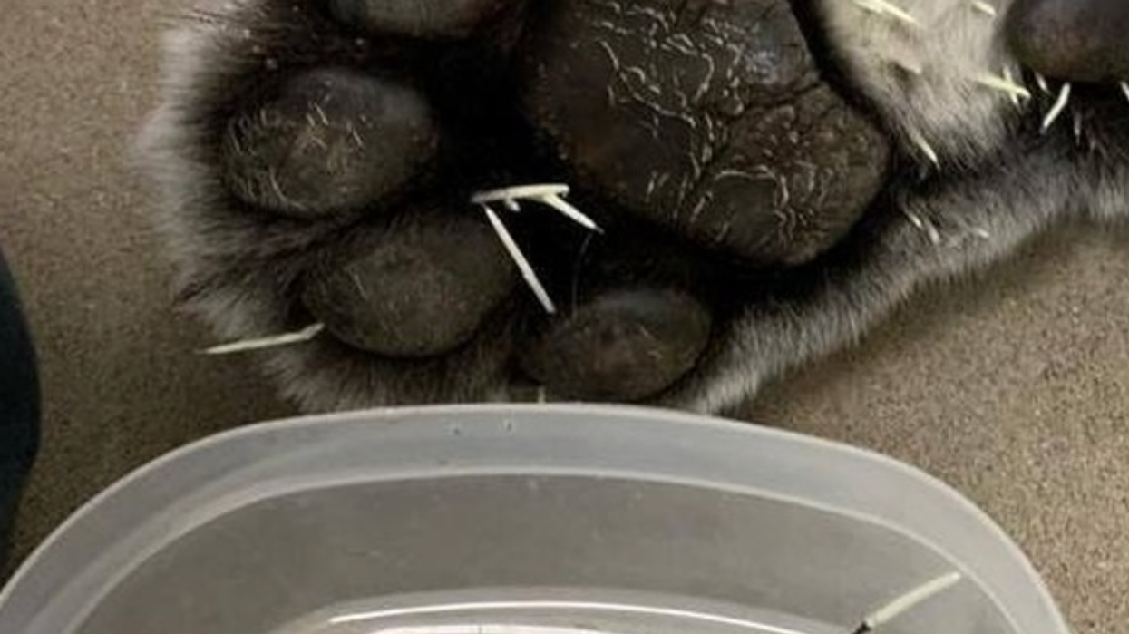 A Calgary Zoo Tiger Took On A Wild Porcupine & The Apex Predator Didn’t Do Too Hot