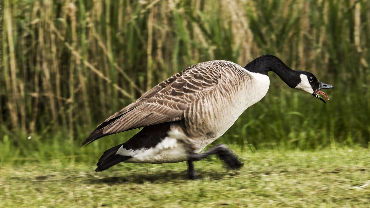 A Canada goose.