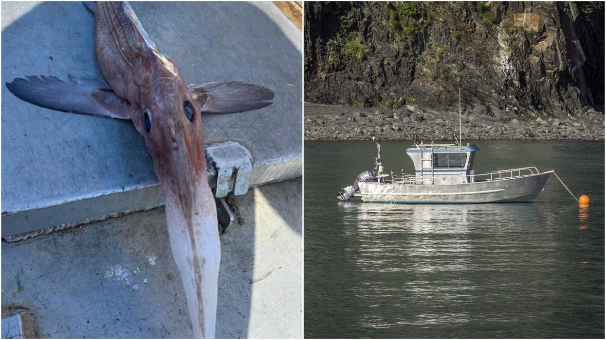 A Canadian Fisherman Caught The Weirdest Fish Ever & It Was Lurking 800 m Down (PHOTO)