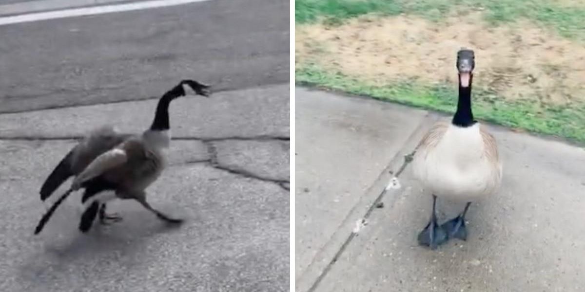 Addiction Goose 5 TikToks About Canadian Geese That Are Proof We Should Live In Terror ...