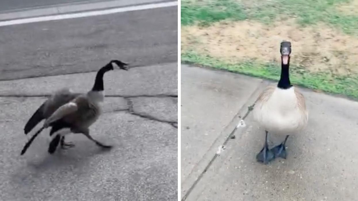 A Canadian goose about to attack someone. Right: A Canadian goose hissing.