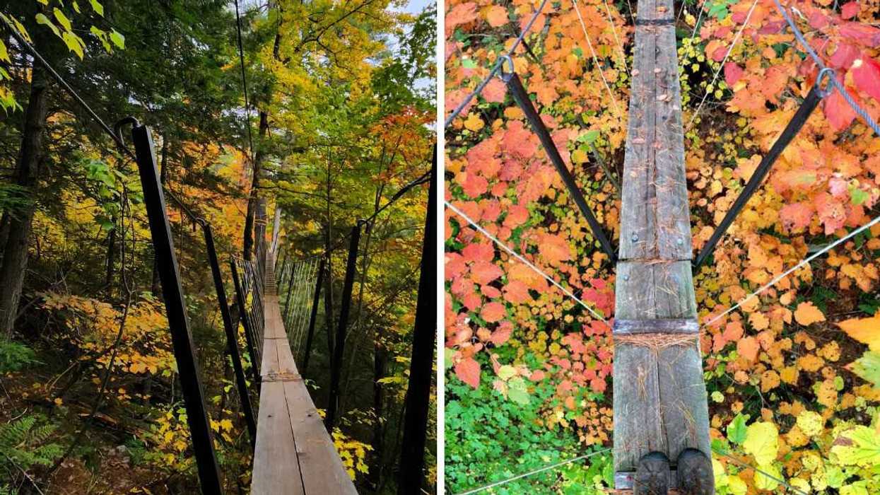 A canopy boardwalk through fall trees.