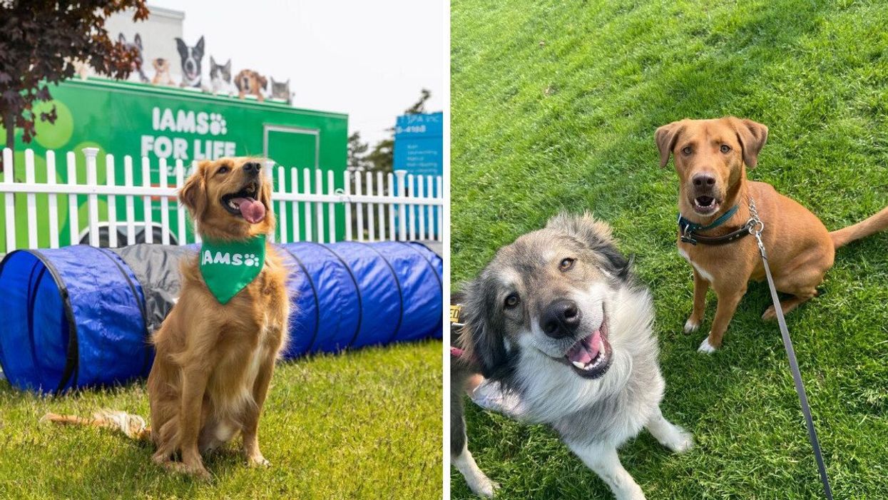 A Caravan For Dogs & Cats Is Touring Ontario With Free Wellness Perks For Your Furbabies