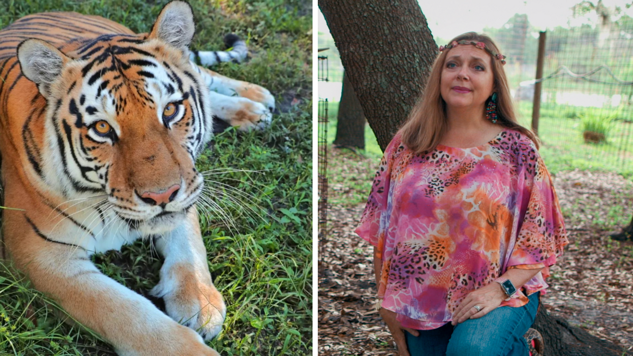 A cat at Big Cat Rescue. Right: Carole Baskin on Tiger King.