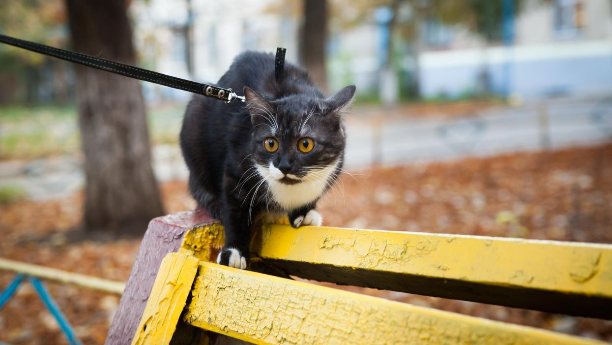 A cat on a leash at a park.