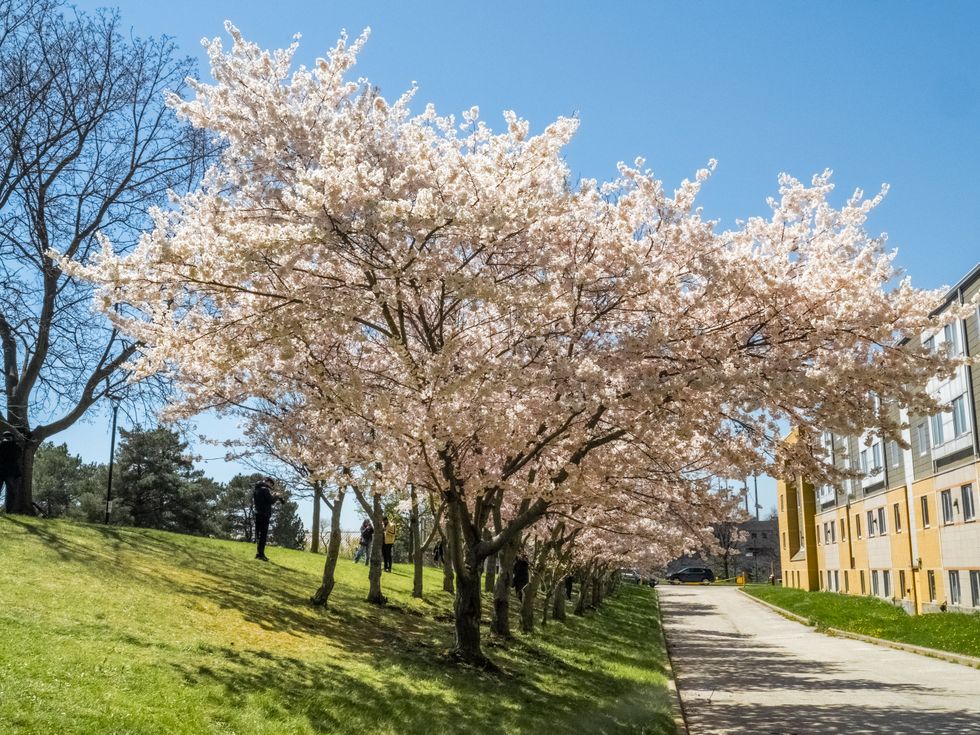 A cherry blossom destination.