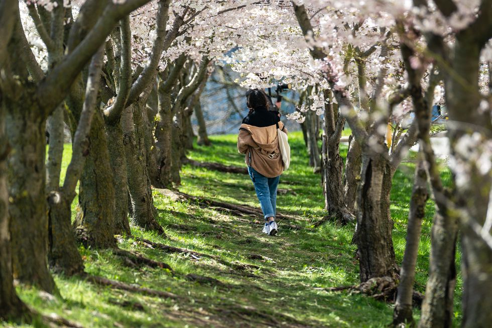 A cherry blossom destination.