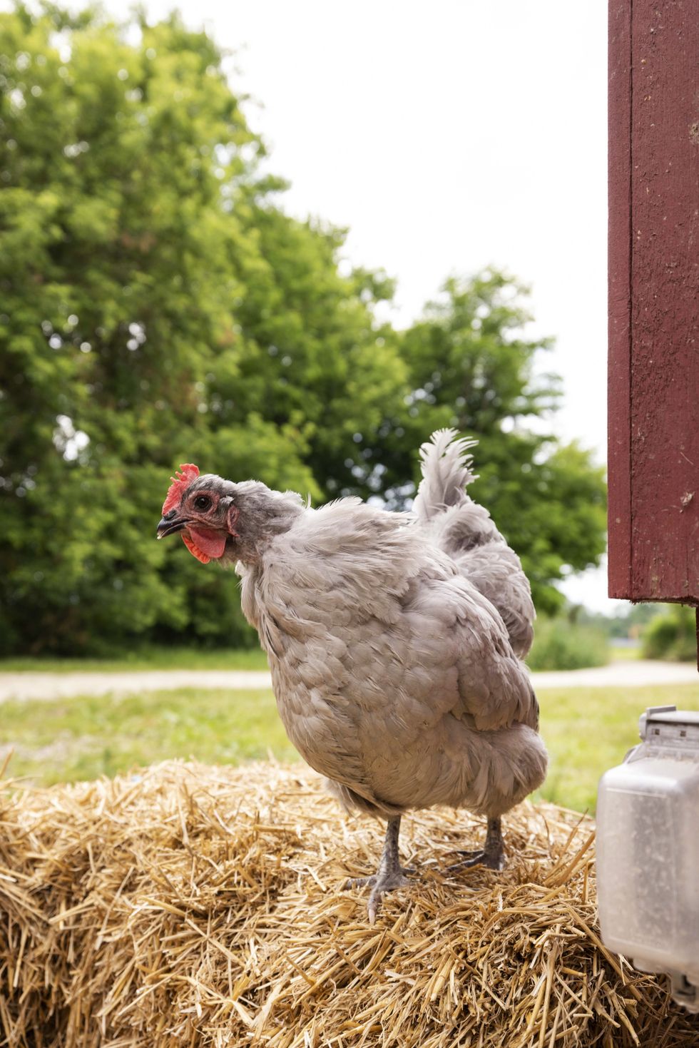 A chicken at the farm.