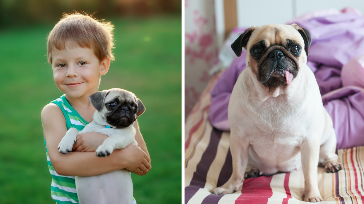 A child holding a pug puppy. Right: A pug sitting on a colourful duvet.