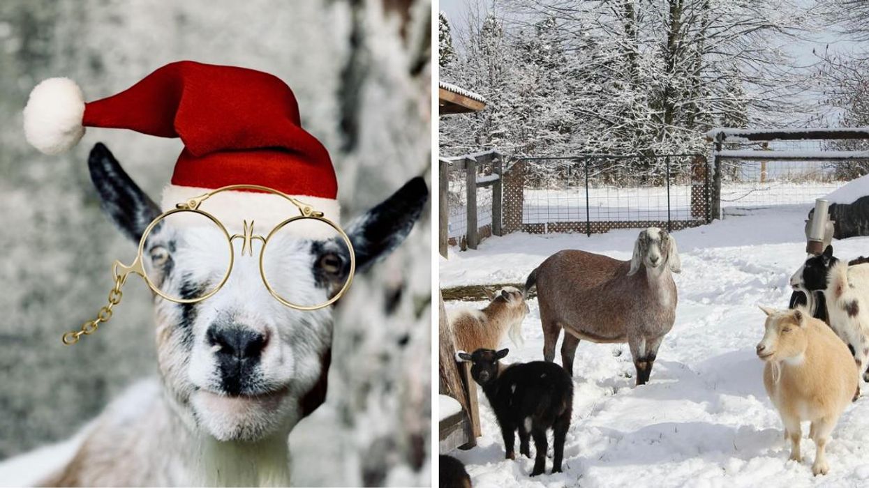 A Christmas Market Near Toronto Lets You Stroll With Goats Dressed In Their 'Festive Best'