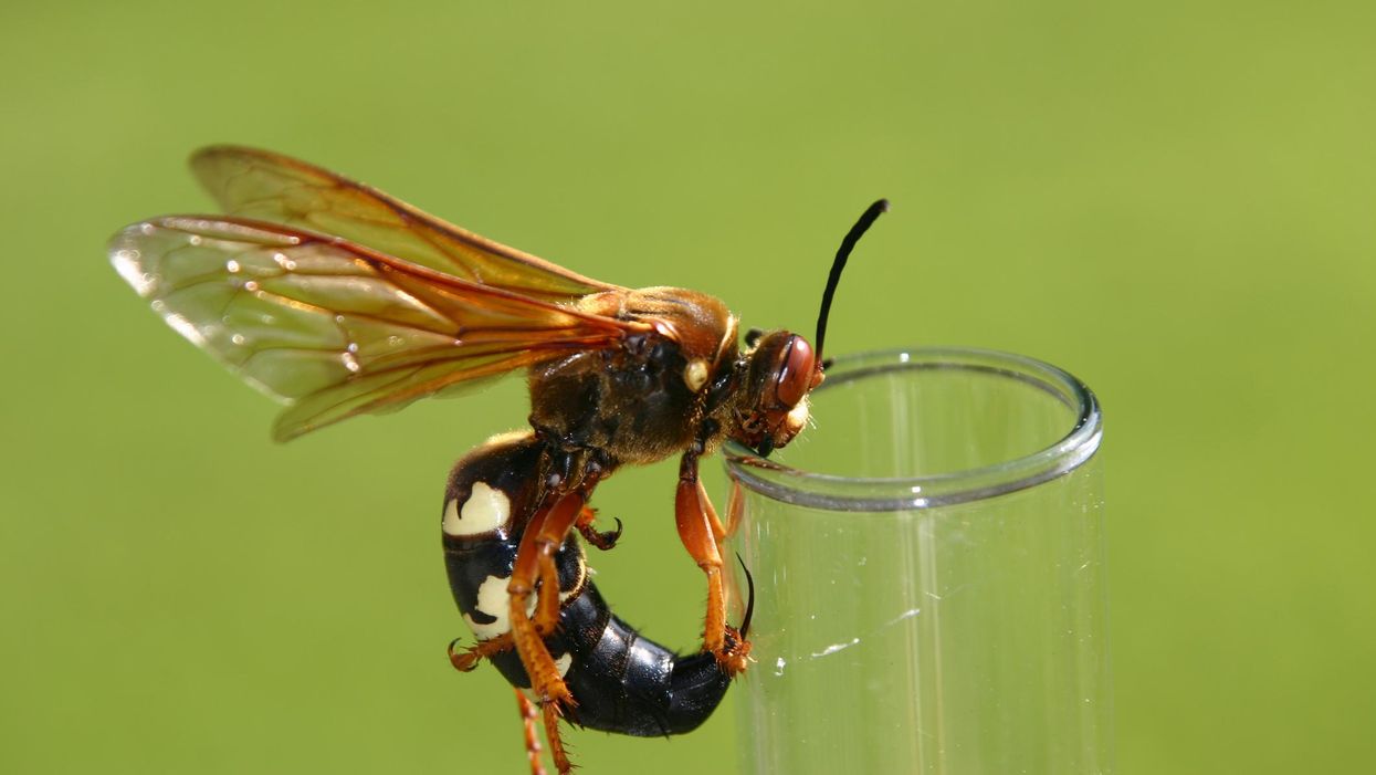 A cicada killer wasp.