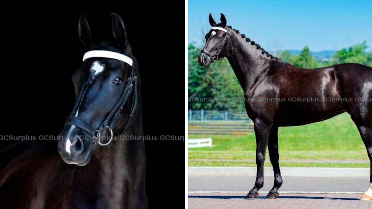 A close-up of one of the horses for sale. Right: Another RCMP horses for sale.