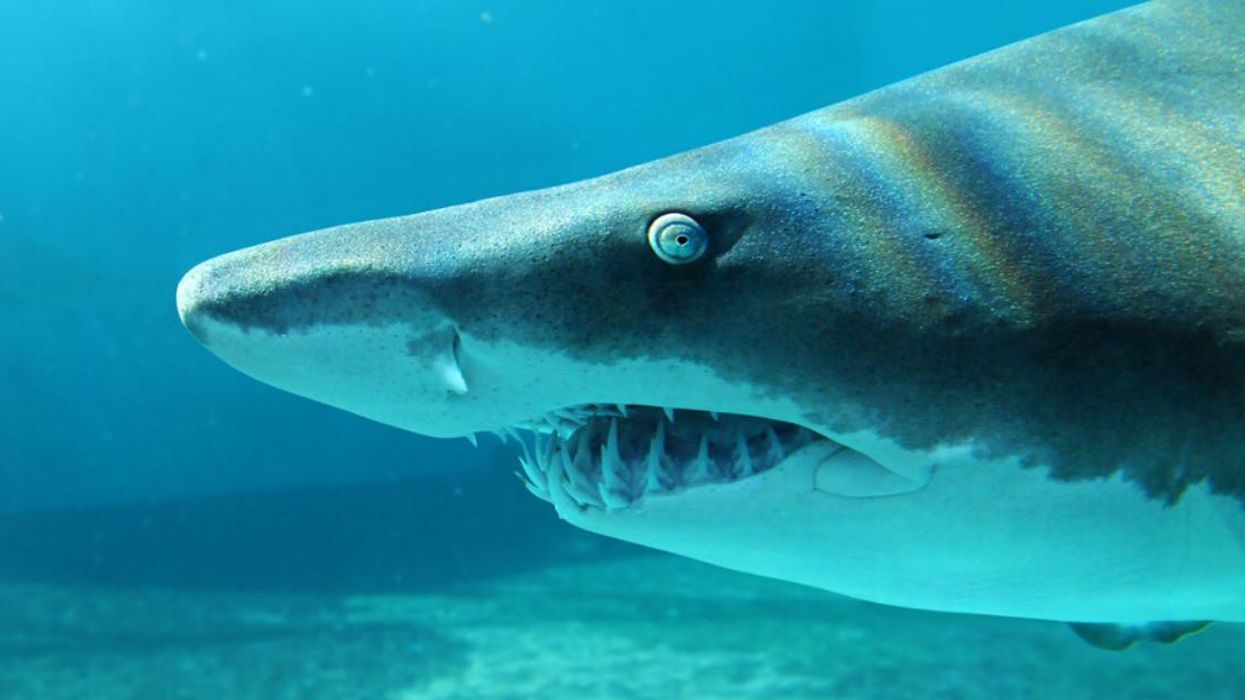 A close up photo of a sand tiger shark.