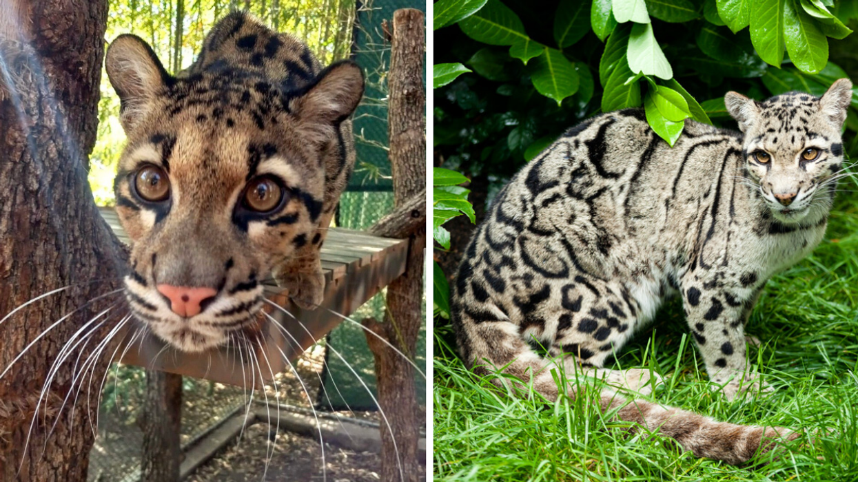 A clouded leopard from the Dallas Zoo. Right: A clouded leopard in a bush.