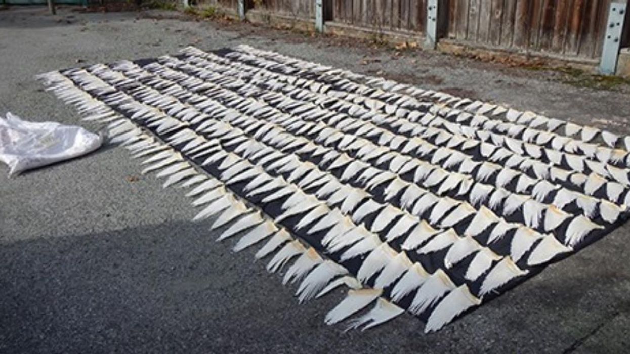 A Company In BC Was Caught Importing Over 20,000 Illegal Shark Fins Into Canada