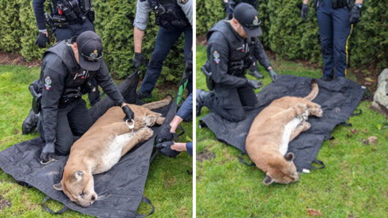 A Cougar Was Handcuffed By RCMP Officers After Being Spotted In Someone's Backyard In BC