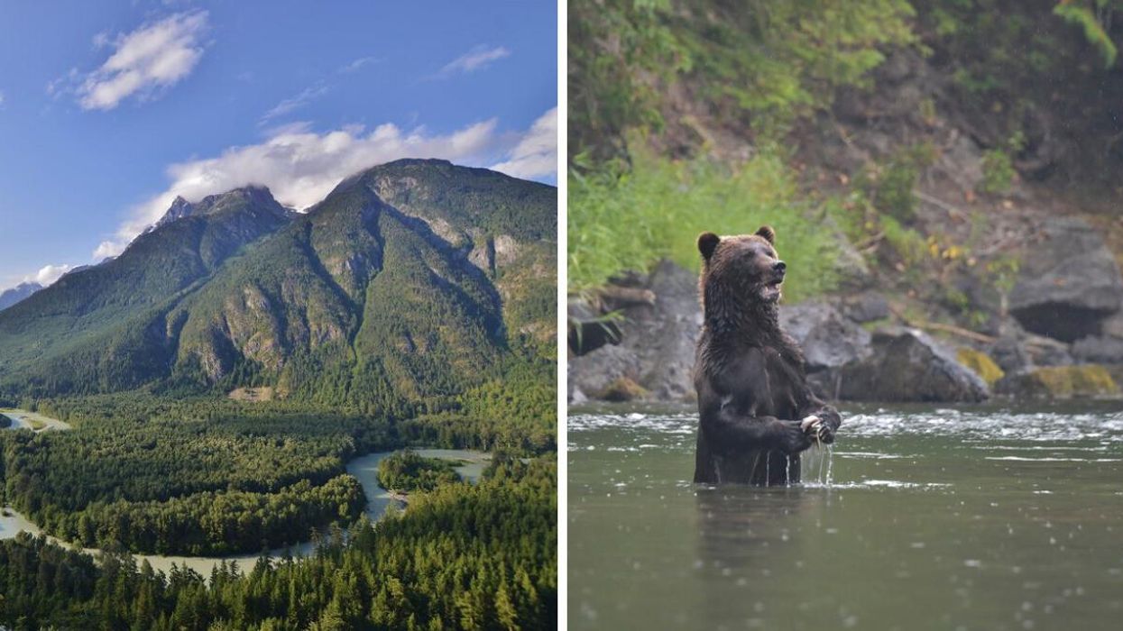 A Couple Just Gave Away Their Property For Free To Help Save Grizzly Bears In BC