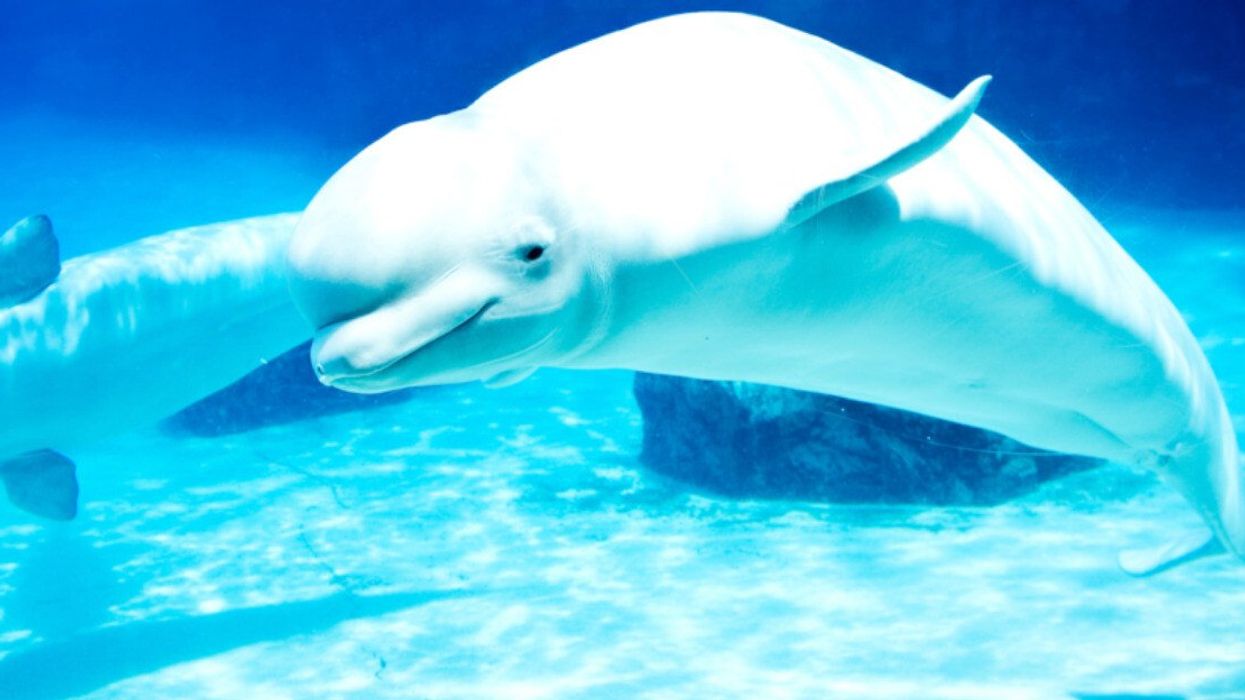 A couple of white whales swimming in a tank.