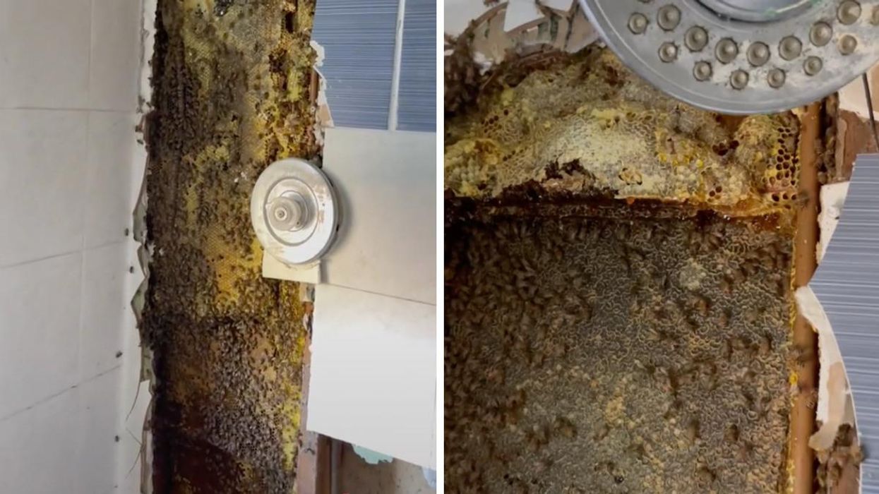 A Couple Saw Bees Coming Out Of Their Shower & They Found A Huge Hive Hidden In The Wall