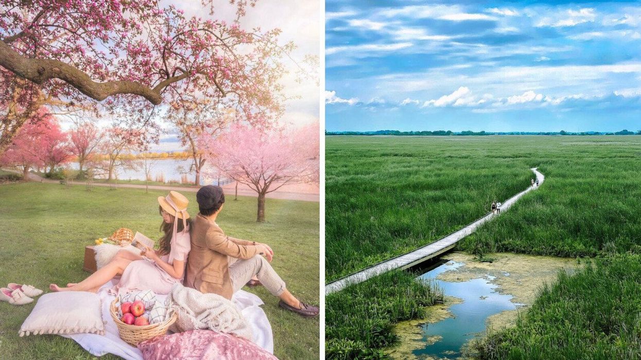 A couple sitting beneath cherry blossoms. Right: A boardwalk through long grass.