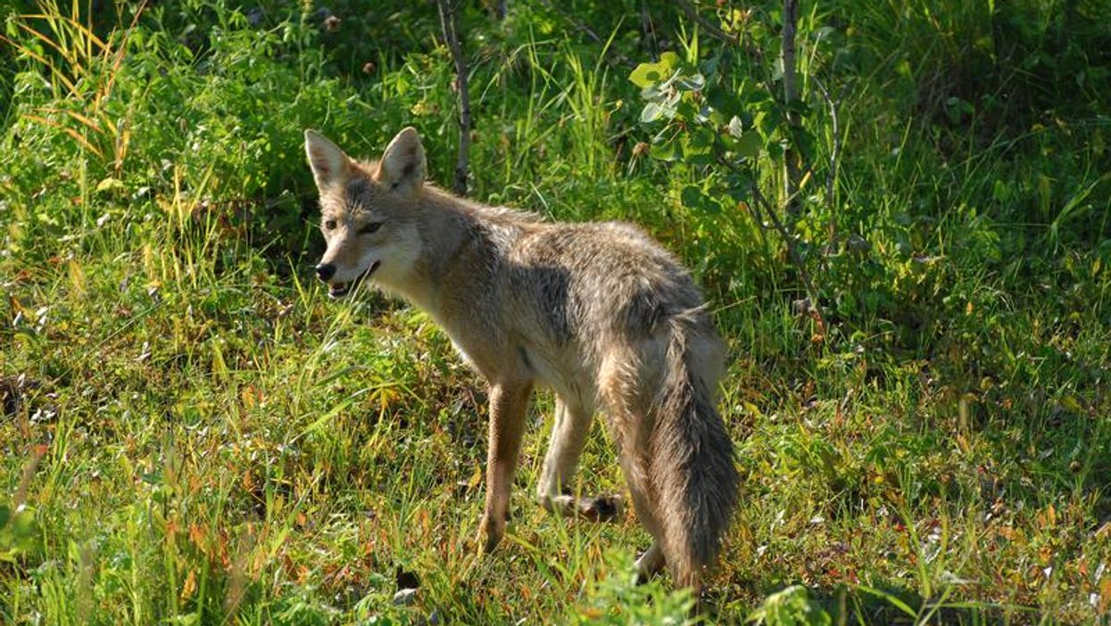 A Coyote Attacked A Child On Canada Day, Police Say