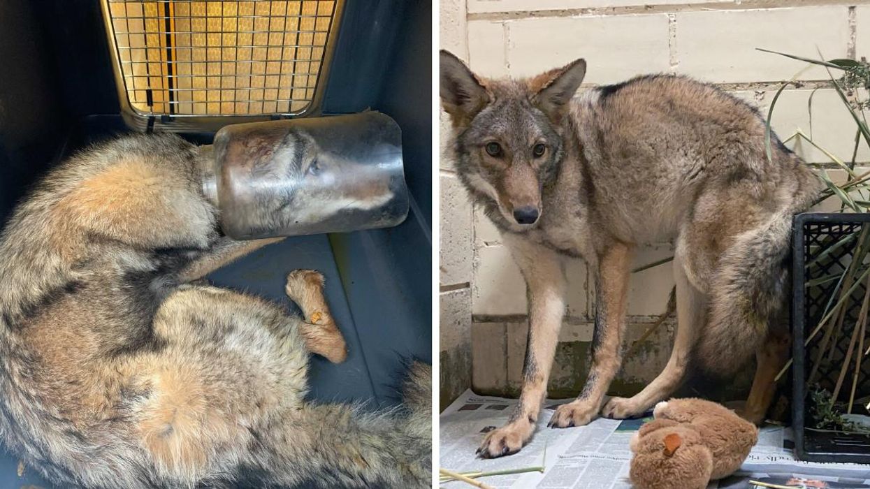 A Coyote In Toronto Needed Help After It Was Found With Its Head Stuck In a Plastic Jar