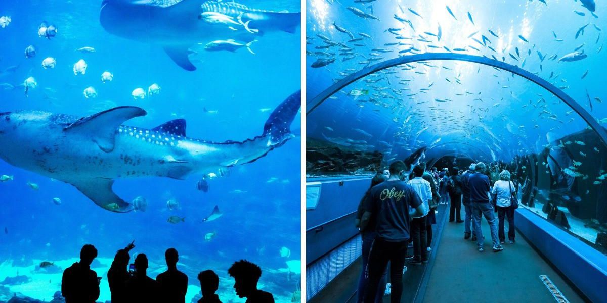 Does Atlanta Aquarium Have Whale Sharks? 2 Does Atlanta Aquarium Have Whale Sharks