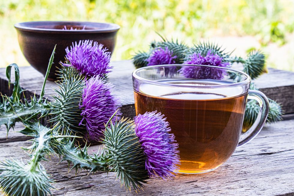 A cup of milk thistle tea and flowers of a thistle medicinal plant.