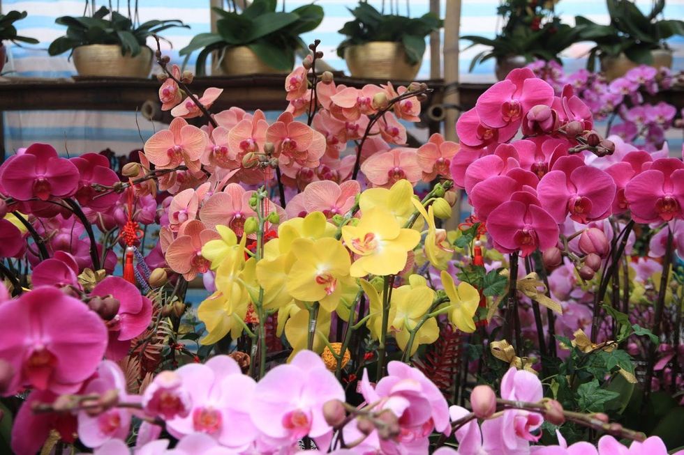 A display of colourful orchids in a flower market.