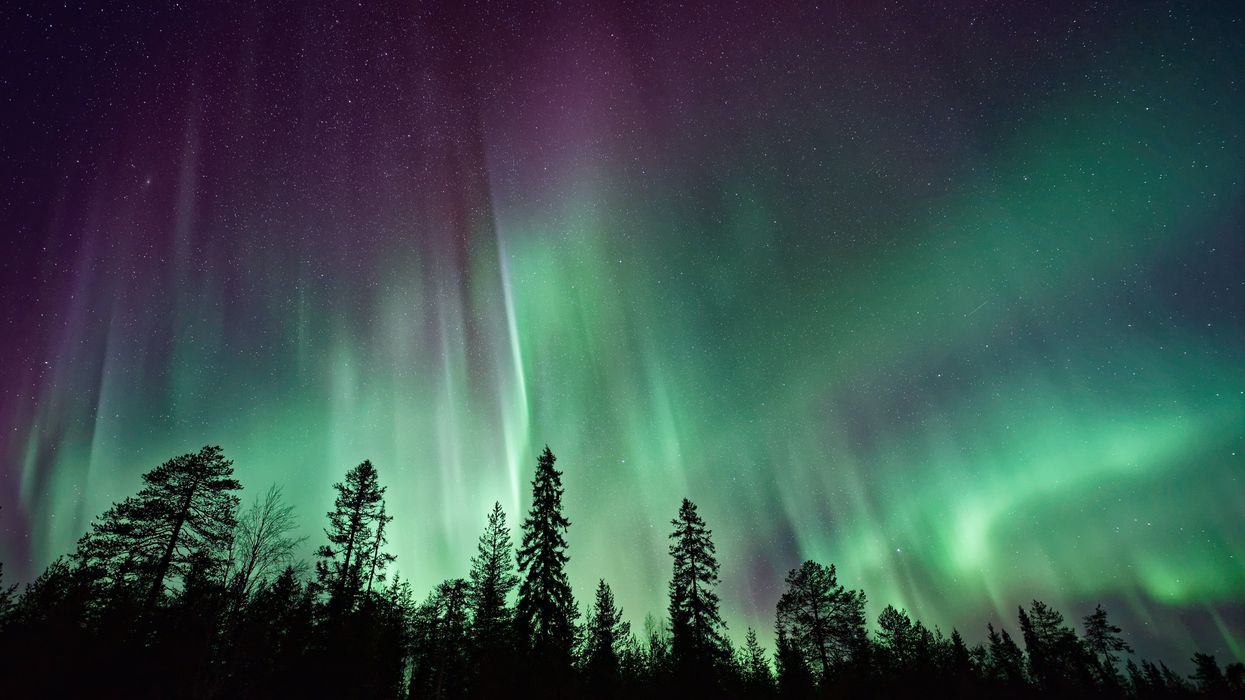 A display of green and purple northern lights are seen over a silhouette of trees.