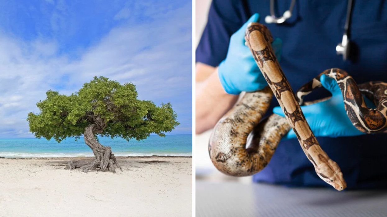 A Divi tree on Eagle Beach in Aruba. Right: A medical professional carrying a snake.