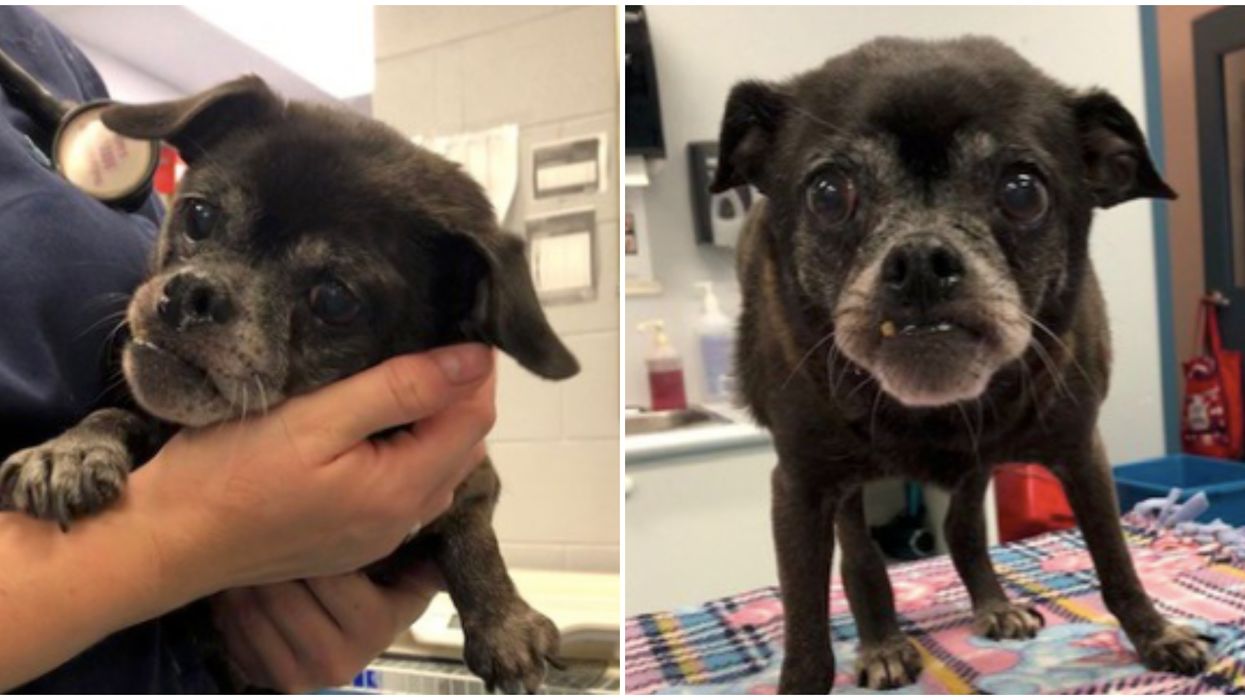 A Dog Abandoned In A Plastic Bag Has An Ontario Humane Society Asking For Donations