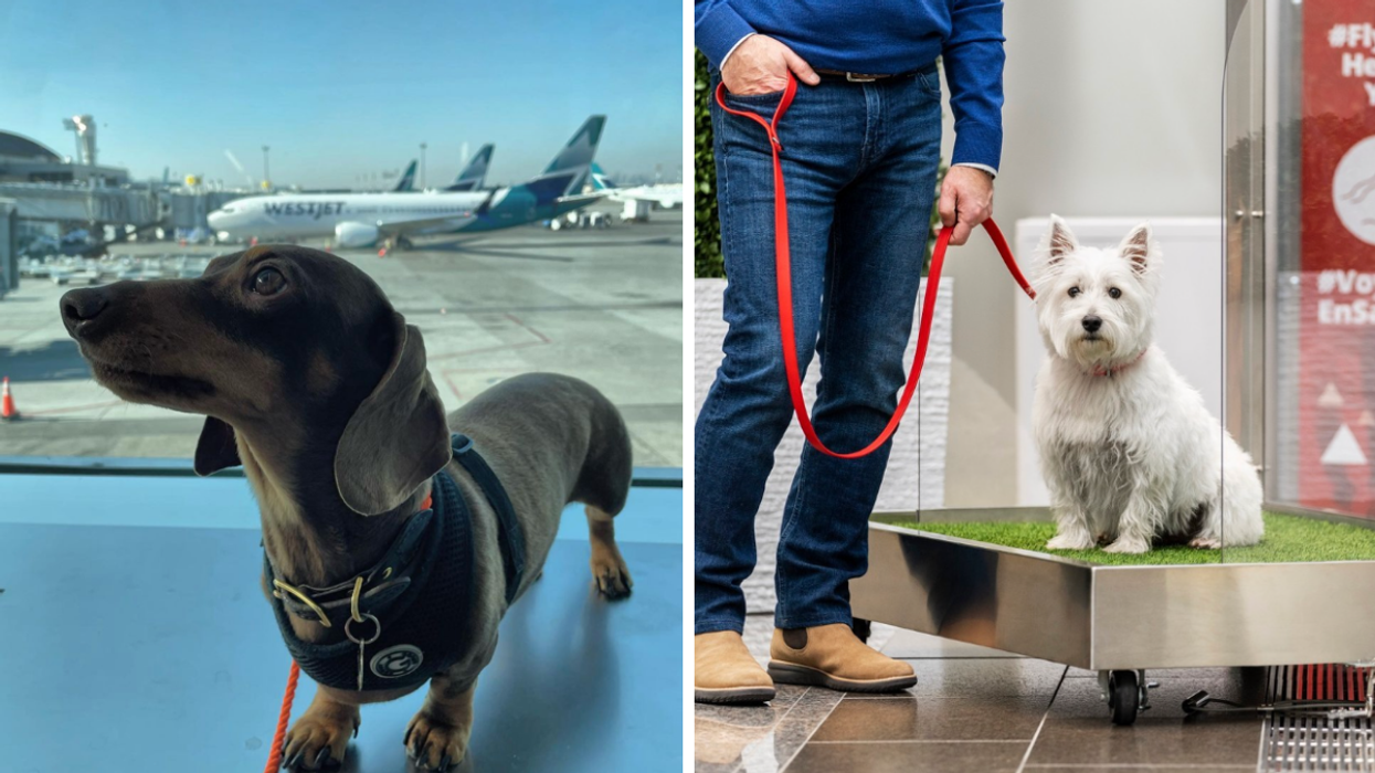 A dog at an airport. Right: A dog at Calgary Airport.