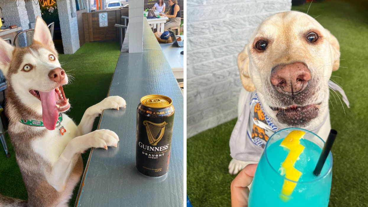 A dog at the bar with a Guinness. Right: A dog looking at a drink.
