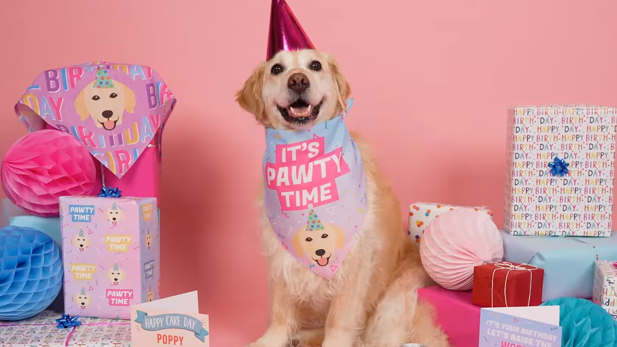 A dog celebrating its birthday.