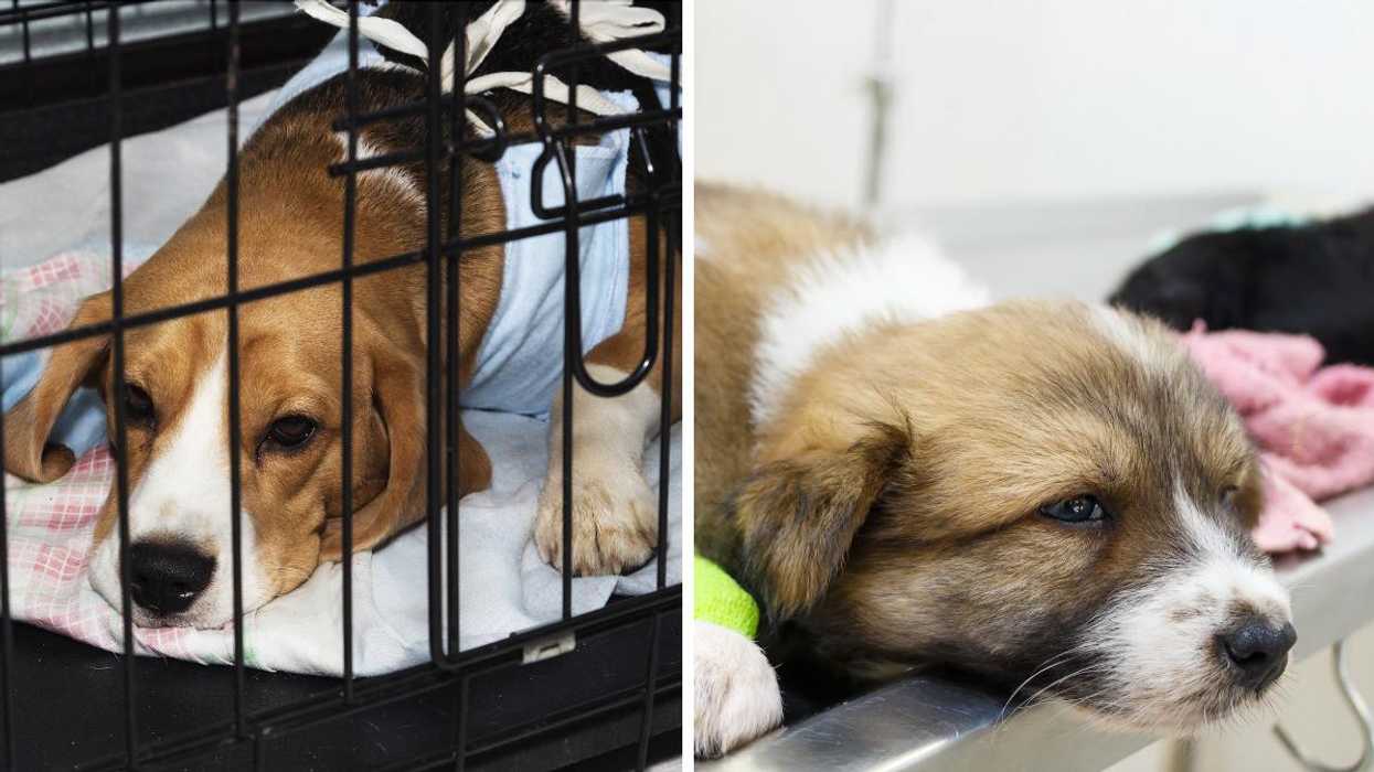 A dog in a cage at a vet's office. Right: A puppy at the vet.